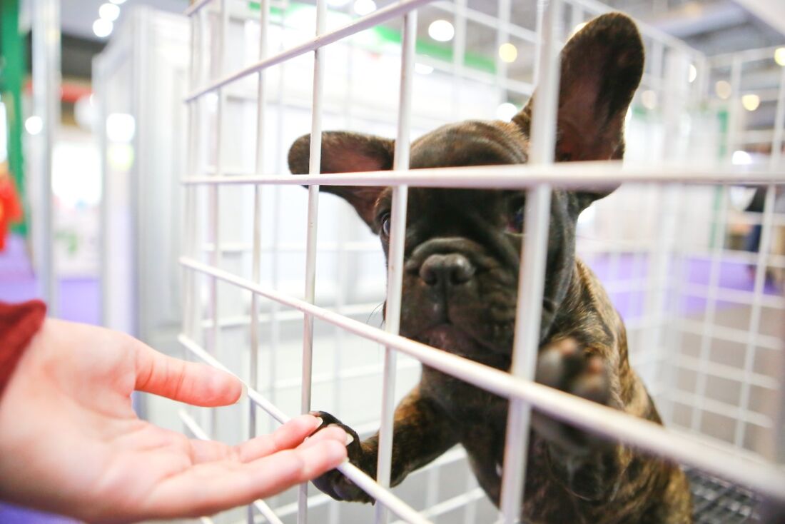 Leia mais sobre o artigo Nova York proíbe pet shops de venderem cães, gatos e coelhos