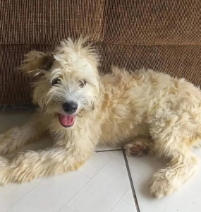 Leia mais sobre o artigo Mulher compra sofá usado, encontra cachorra dentro dele ao chegar em casa, e animal ganha novo lar em SC